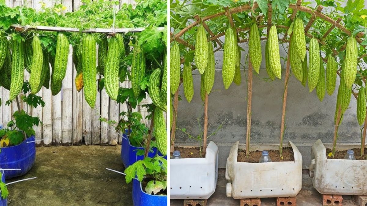 Grow Bitter Melon in Bottles — Harvest So Big You Can’t Eat It All! The Ultimate Guide to Bottle Gardening for Maximum Yields