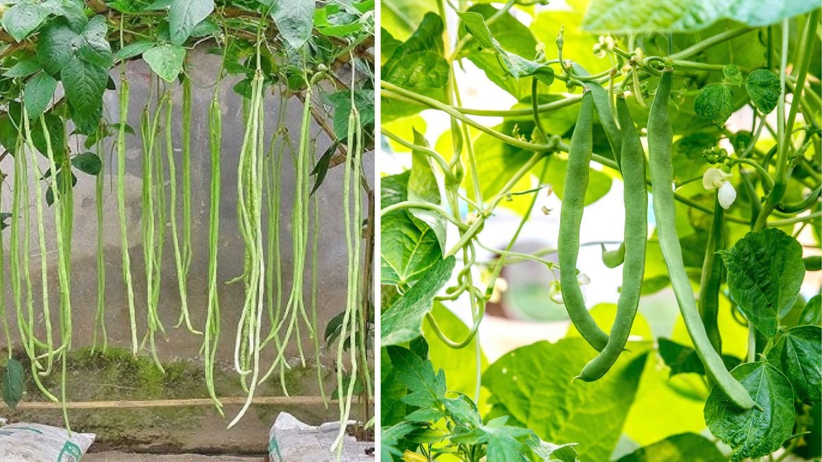 Easy Long Bean Growing Trick – No Garden, No Fertilizer, No Pesticide
