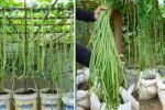 How to Grow Tons of Long Beans Easily Without a Garden – A Complete Guide to Growing Healthy Yardlong Beans Without Fertilizers or Pesticides