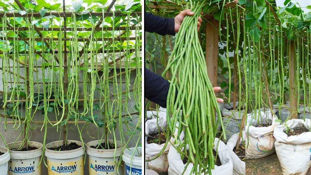 How to Grow Tons of Long Beans Easily Without a Garden – A Complete Guide to Growing Healthy Yardlong Beans Without Fertilizers or Pesticides