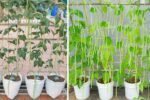 Grow Long Beans on the Terrace in Used Recycling Baskets: The Ultimate Guide to Easy, Space-Saving, and High-Yield Terrace Gardening