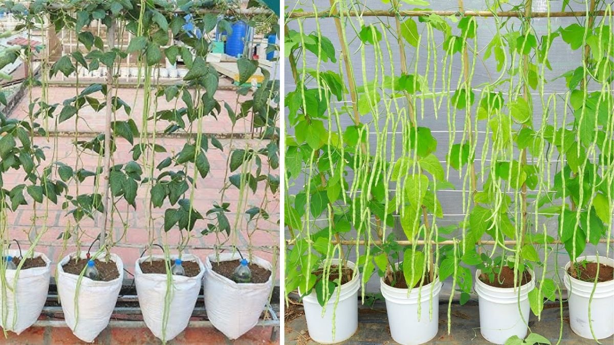 Grow Long Beans on the Terrace in Used Recycling Baskets: The Ultimate Guide to Easy, Space-Saving, and High-Yield Terrace Gardening