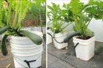 Growing Zucchini at Home in a Container: How to Cultivate Large, Long Fruits with a 1-to-72 Day Step-by-Step Diary for Maximum Yield