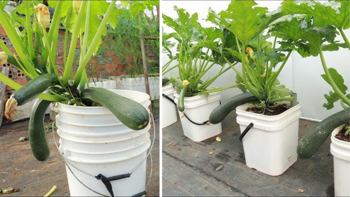 Growing Zucchini at Home in a Container: How to Cultivate Large, Long Fruits with a 1-to-72 Day Step-by-Step Diary for Maximum Yield