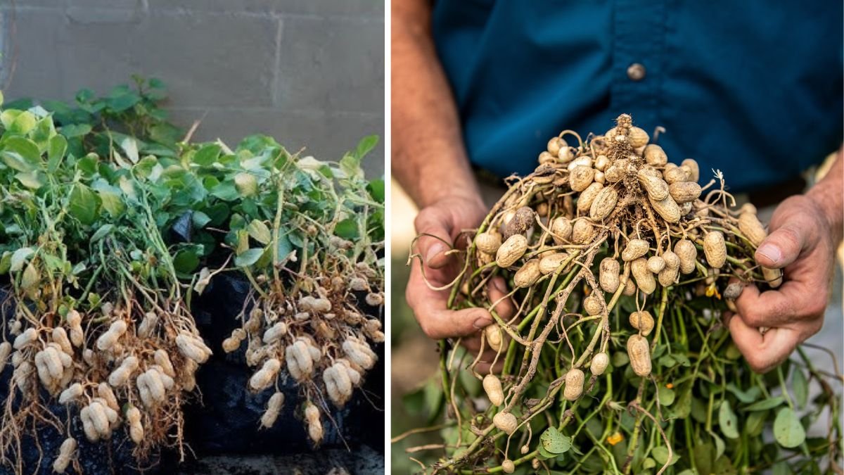 Just Water – The Secret to Growing Plump, White Peanut Sprouts Right at Home: A Step-by-Step Guide for Beginners