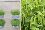 Maximize Your Home Garden with the Hanging Pea Sprout Growing Model – Space-Saving, High-Yield, and Easy-to-Manage Vertical Gardening Solution