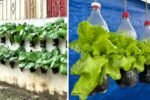 With Just 1 Bottle of Water How I Was Shocked by What Happened When Growing Vegetables