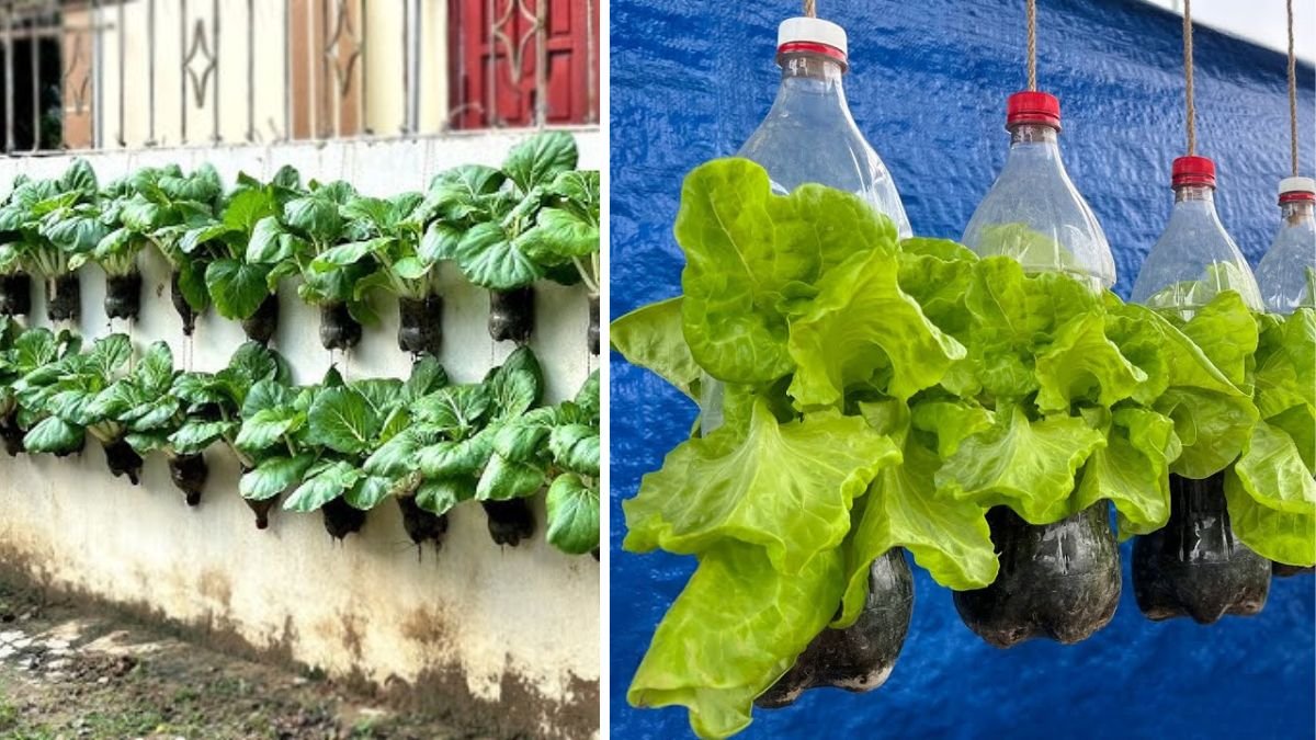 With Just 1 Bottle of Water How I Was Shocked by What Happened When Growing Vegetables