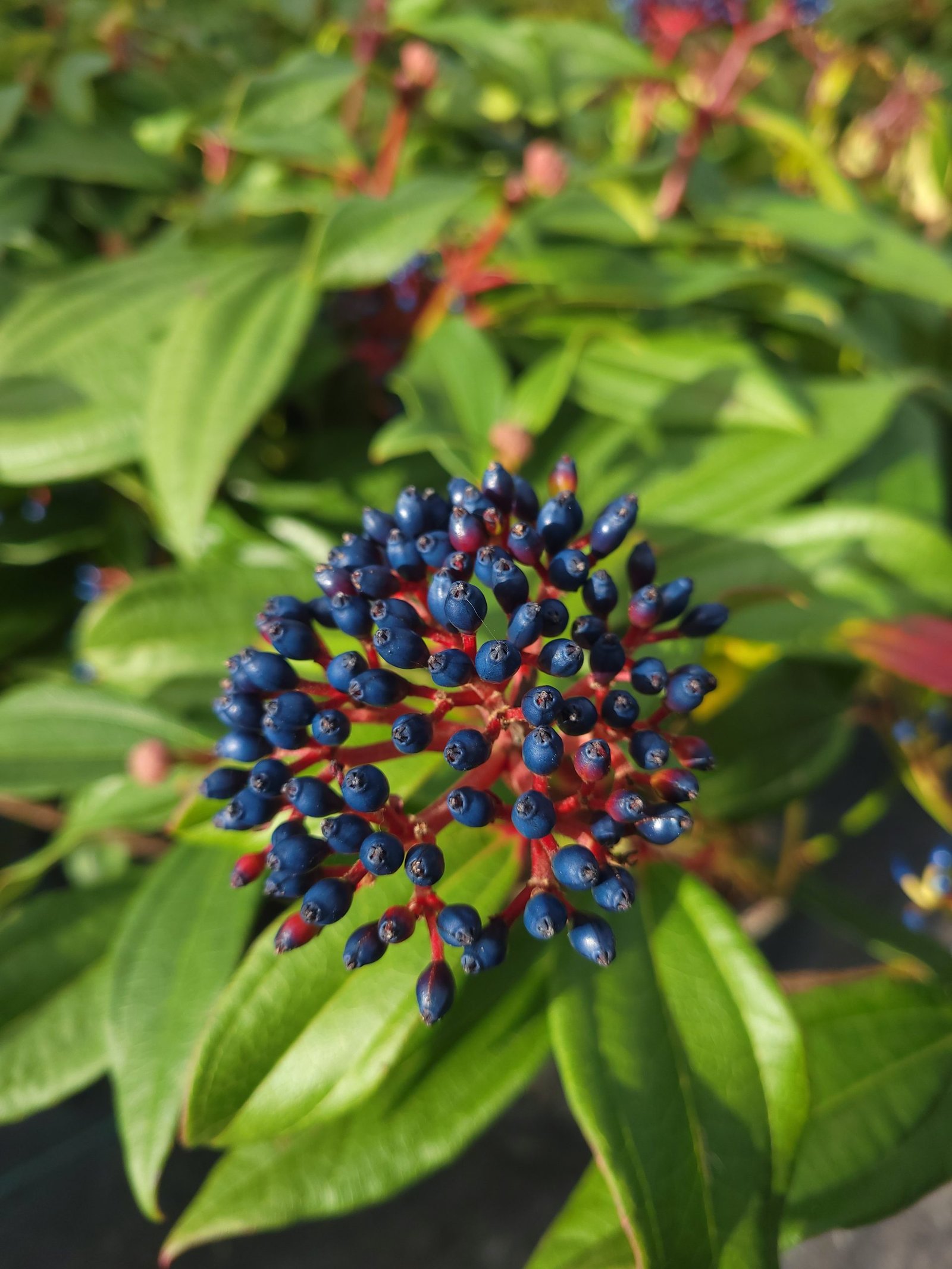 If you only buy one new plant for this winter, make it a viburnum