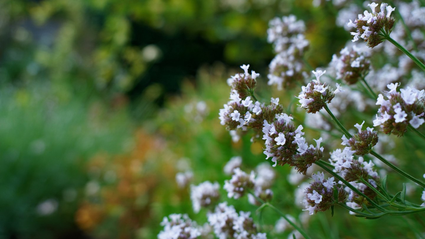 Understanding Early Flowering in Herbs Causes and Solutions