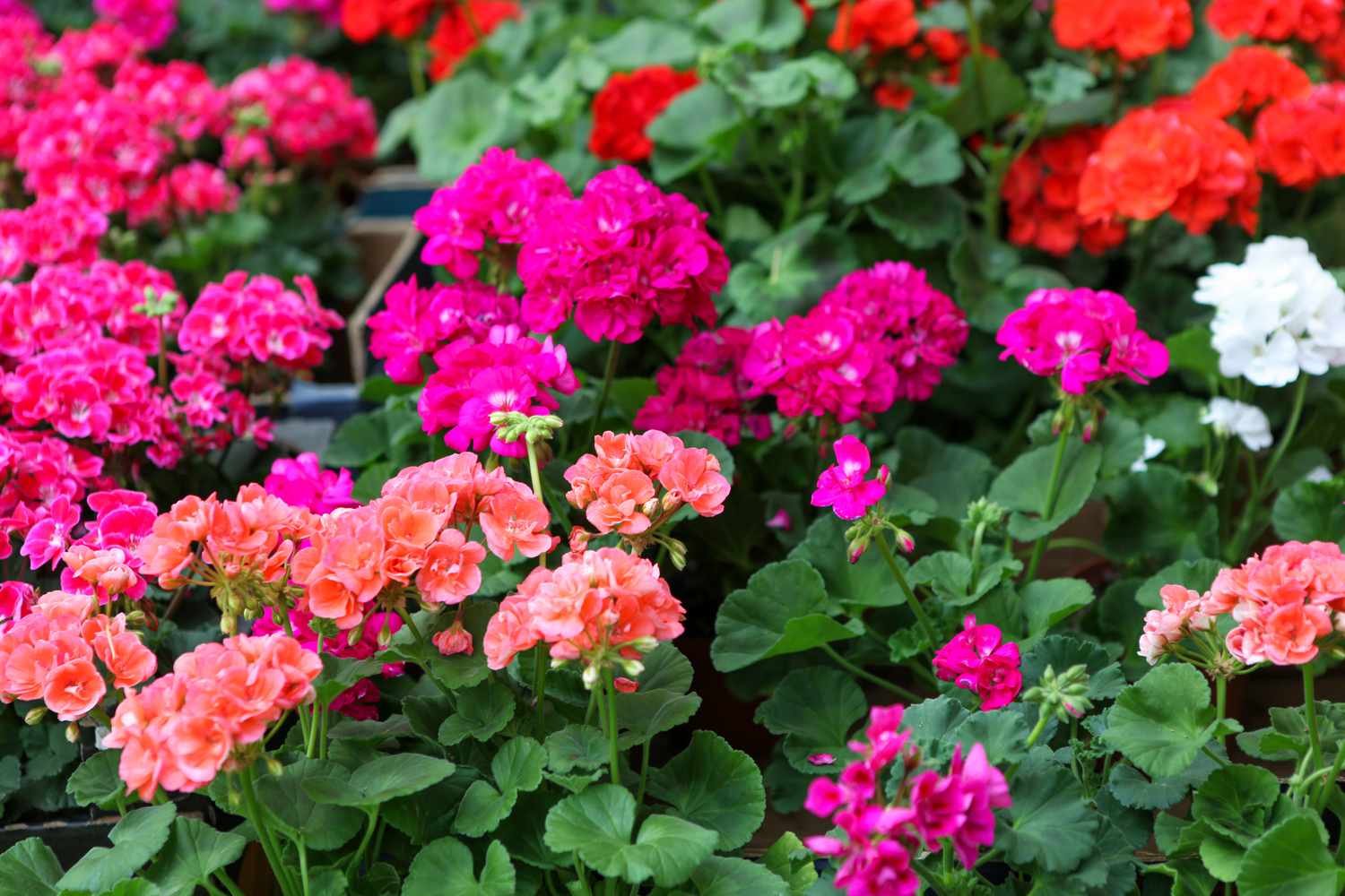 From seed to bloom: Simple geranium tips for starters