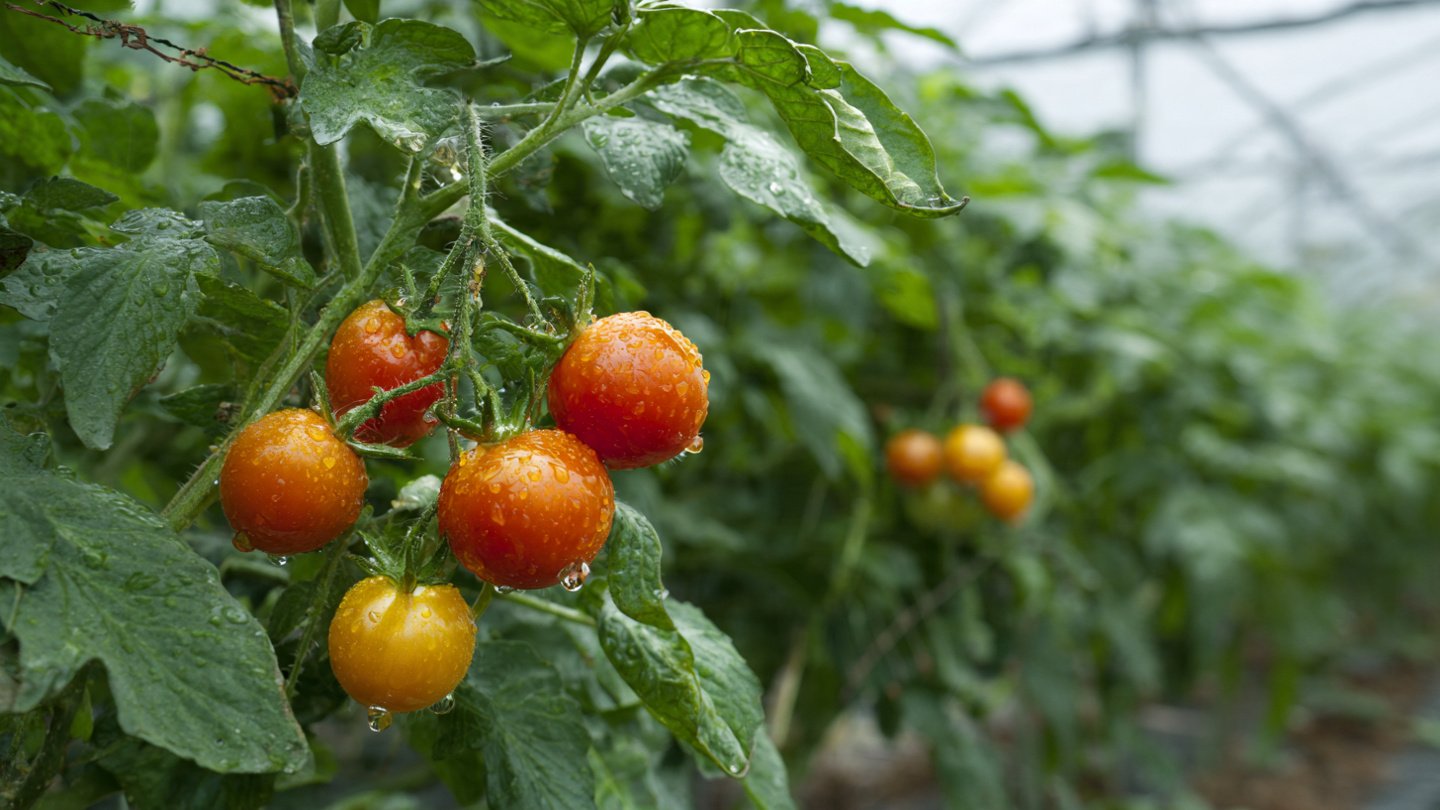 Impacts of Early Bolting on Vegetable Quality and Harvest