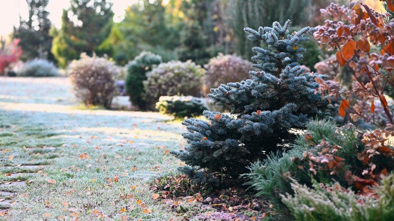 8 salt-tolerant plants that can thrive in a winter garden