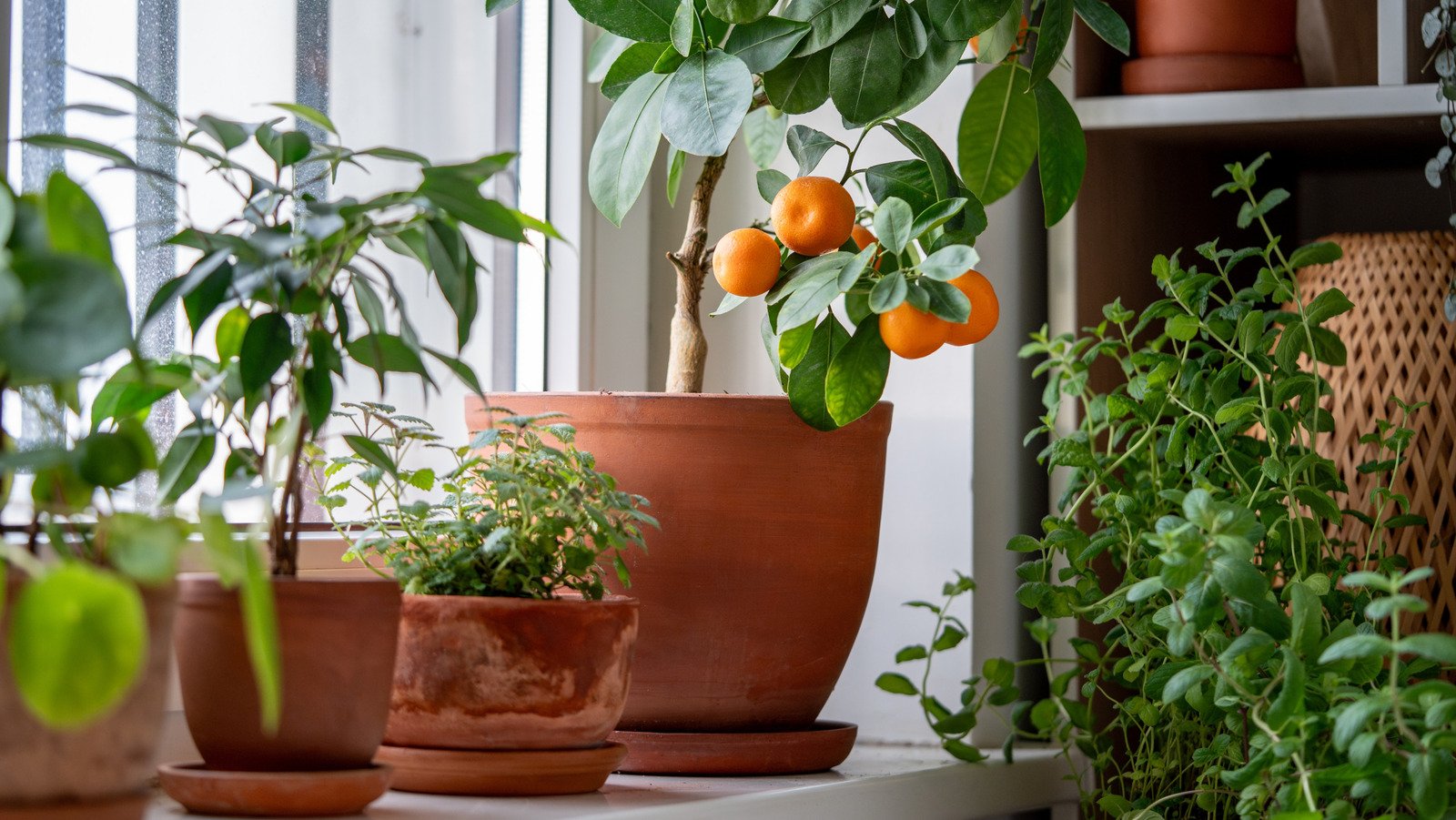 How to grow an orange tree indoors and actually keep it alive and thriving