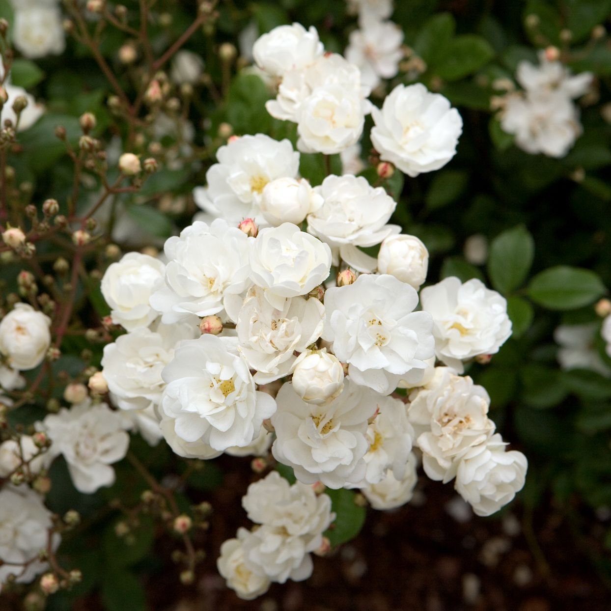 9 Dreamy Flowers to Bring Pantone’s Color of the Year to Your Garden